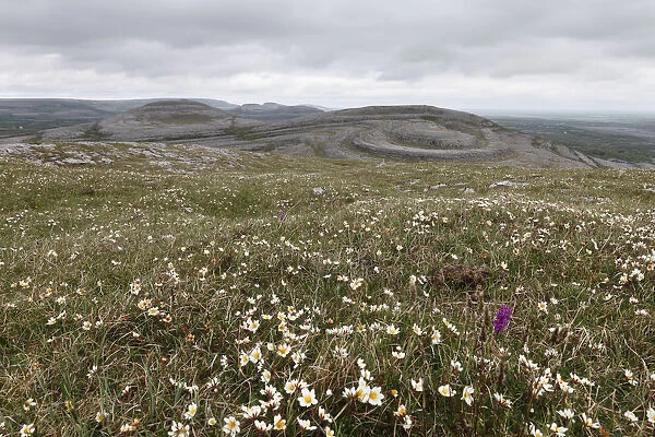 Meadow with Mountain Avens or White Dryas (Dryas octopetala), Burren National Park, County Clare, Ireland, Europe
