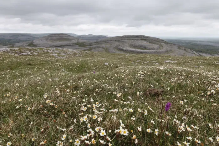 Framed Print : Meadow with Mountain Avens or White Dryas (Dryas octopetala), Burren National Park, County Clare, Ireland, Europe Framed Print : Meadow with Mountain Avens or White Dryas (Dryas octopetala), Burren National Park, County Clare, Ireland, Europe