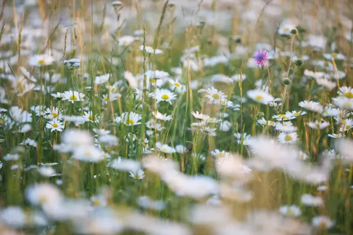Framed Print : Meadow with oxeye daisies -Leucanthemum vulgare-, Ingolstadt, Bavaria, Germany, Europe Framed Print : Meadow with oxeye daisies -Leucanthemum vulgare-, Ingolstadt, Bavaria, Germany, Europe