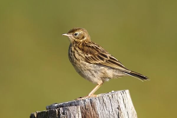 Meadow Pipit -Anthus pratensis-, young perched on post, Eider Barrage, North Frisia or Northern Friesland, Germany, Europe