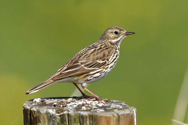 Meadow pipit -Anthus pratensis- perched on a fence post
