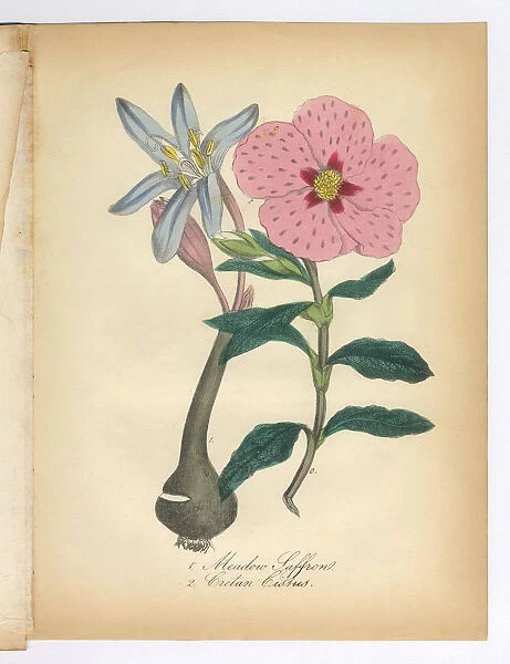 Meadow Saffron and Cretan Cislus Victorian Botanical Illustration