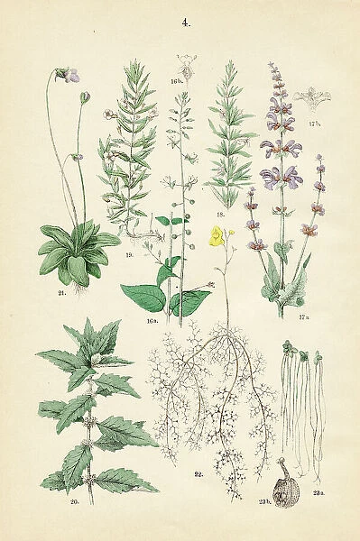 Meadow sage, rosemary, herb of grace, gypsywort, butterwort, bladderwort, duckweed - Botanical illustration 1883