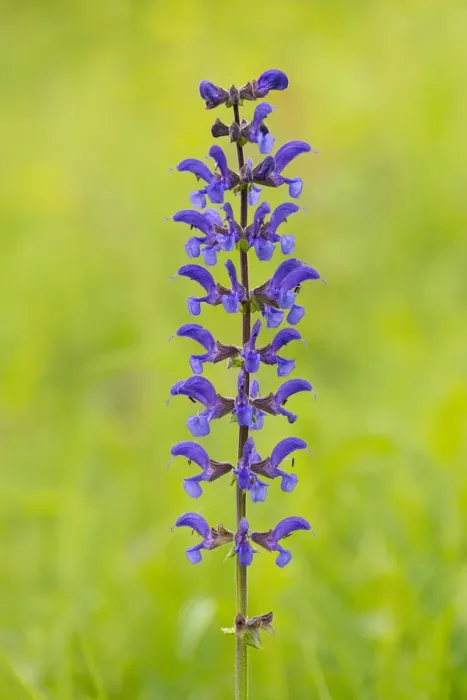 Framed Print : Meadow Sage -Salvia pratensis-, flowering, Thuringia, Germany Framed Print : Meadow Sage -Salvia pratensis-, flowering, Thuringia, Germany