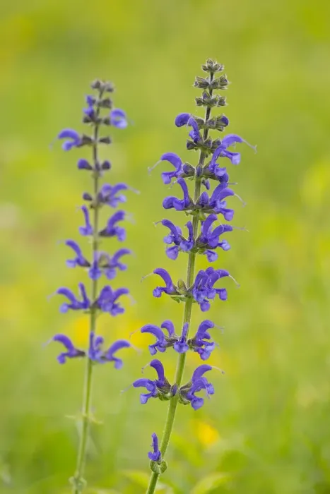 Framed Print : Meadow Sage -Salvia pratensis-, flowering, Thuringia, Germany Framed Print : Meadow Sage -Salvia pratensis-, flowering, Thuringia, Germany