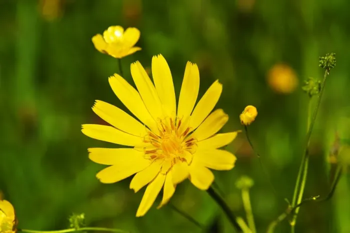 Framed Print : Meadow Salsify or Showy Goat s-beard -Tragopogon pratensis-, Ramsau bei Berchtesgaden, Berchtesgadener Land District, Upper Bavaria, Bavaria, Germany Framed Print : Meadow Salsify or Showy Goat s-beard -Tragopogon pratensis-, Ramsau bei Berchtesgaden, Berchtesgadener Land District, Upper Bavaria, Bavaria, Germany