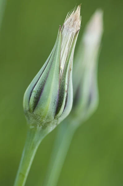 Meadow salsify (Tragopogon orientalis)
