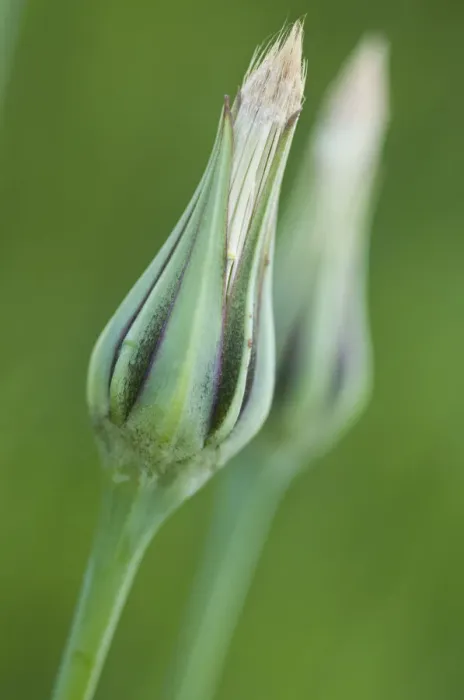 Framed Print : Meadow salsify (Tragopogon orientalis)