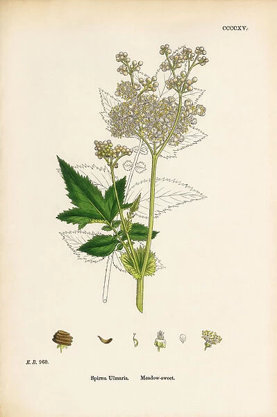 Meadow Sweet Spiraea, Spiraea Ulmaria, Victorian Botanical Illustration, 1863