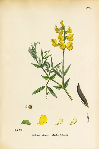 Meadow Vetchling, Lathyrus pratensis, Victorian Botanical Illustration, 1863