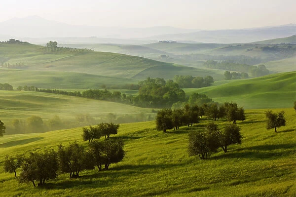 Meadows, fields and olive trees in the morning light, Pienza, Val dOrcia, Tuscany, Italy, Europe