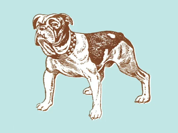 Framed Print : Mean dog. http: / / csaimages.com / images / istockprofile / csa_vector_dsp.jpg Framed Print : Mean dog. http: / / csaimages.com / images / istockprofile / csa_vector_dsp.jpg