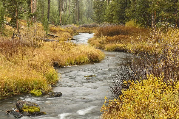 Meandering stream in autumn, Yellowstone National Park, Wyoming, USA
