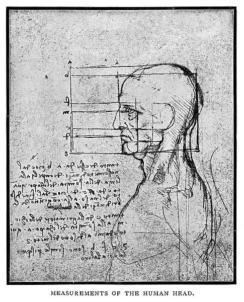 Measurements of the human head by Leonardo Da Vinci