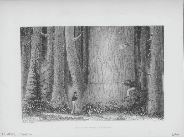Framed Print : Measuring A Tree In Oregon