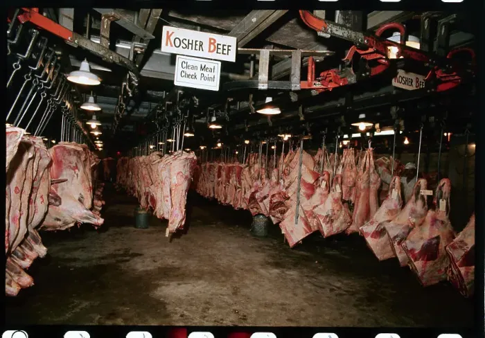 Framed Print : Meat Hanging from Hooks Framed Print : Meat Hanging from Hooks