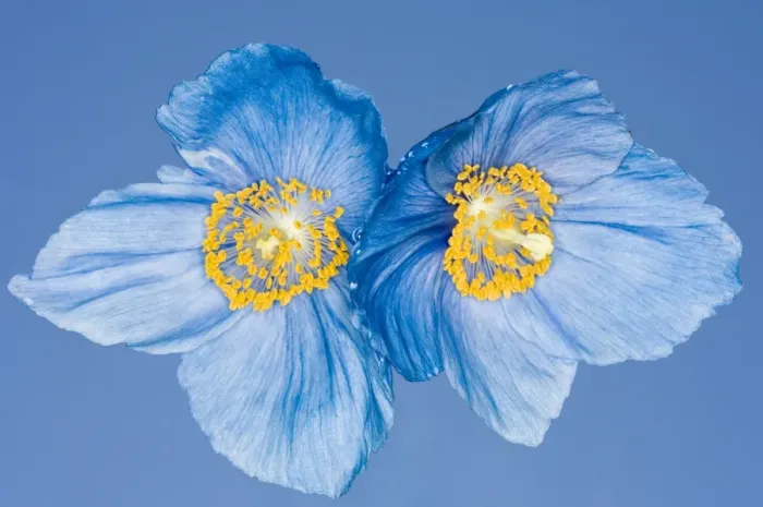 Framed Print : Meconopsis Framed Print : Meconopsis