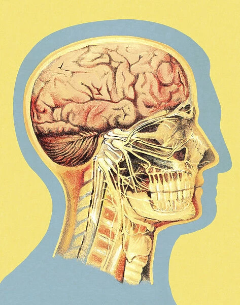 Medical Illustration of Head