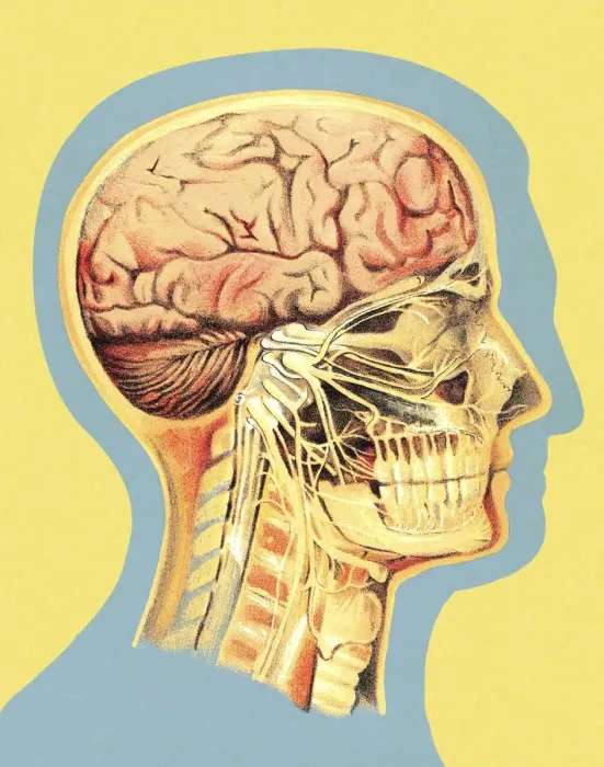 Framed Print : Medical Illustration of Head Framed Print : Medical Illustration of Head
