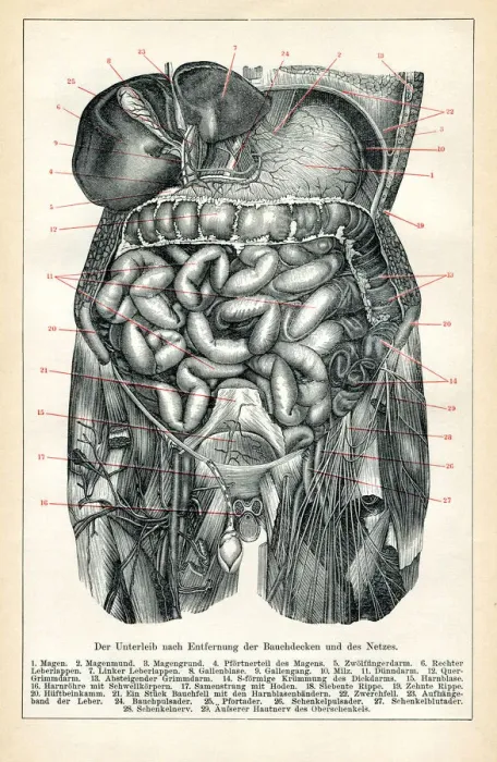 Framed Print : Medical illustration of the visceral and the internal organs 1898 Framed Print : Medical illustration of the visceral and the internal organs 1898
