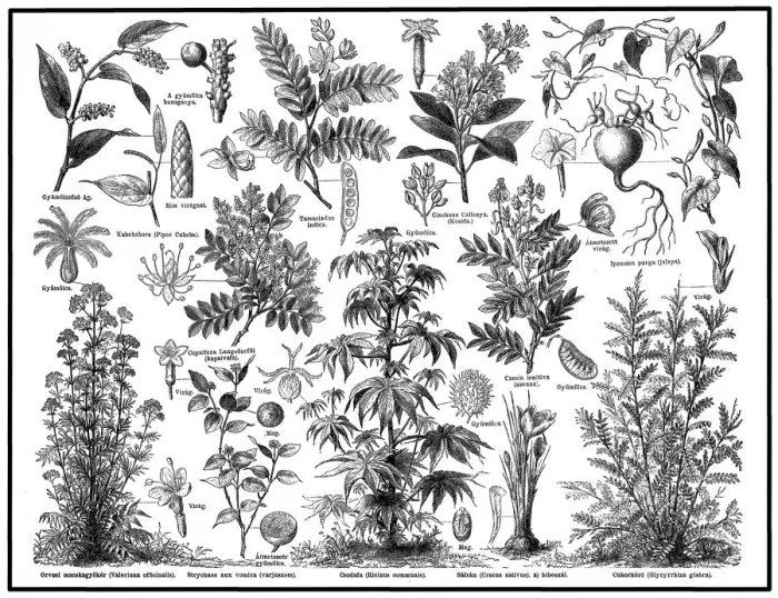 Framed Print : Medical plants Framed Print : Medical plants