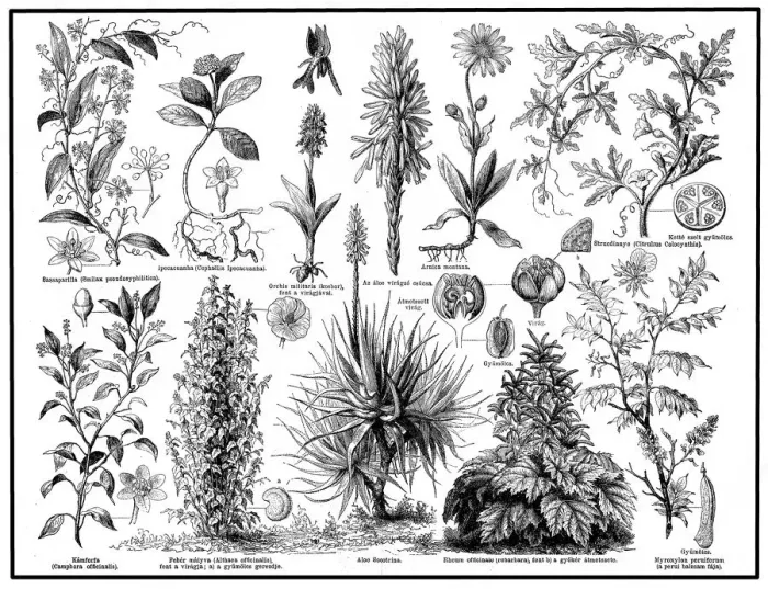 Framed Print : Medical plants Framed Print : Medical plants
