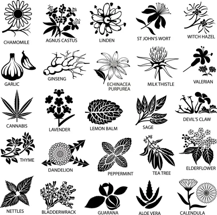 Framed Print : Medicinal and Herbal Plant Illustrations Framed Print : Medicinal and Herbal Plant Illustrations