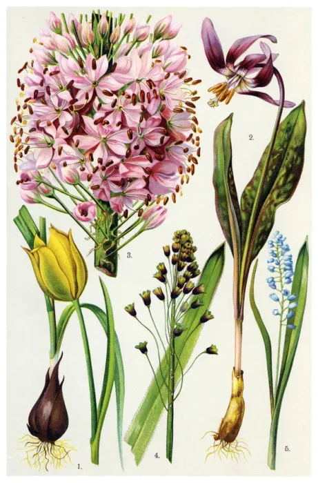 Framed Print : Medicinal and Herbal Plants Framed Print : Medicinal and Herbal Plants
