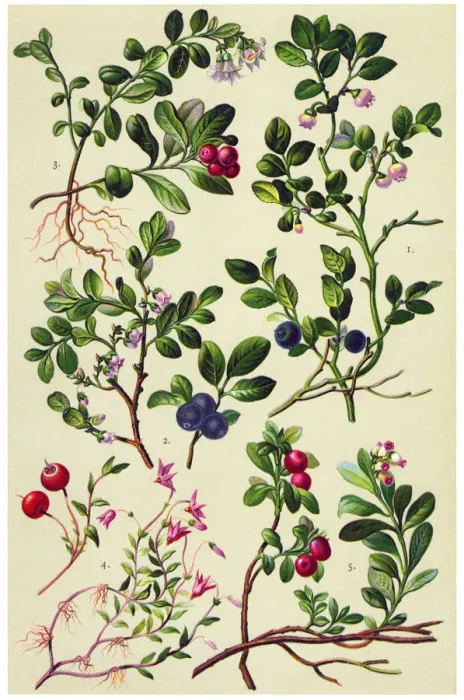 Framed Print : Medicinal and Herbal Plants Framed Print : Medicinal and Herbal Plants