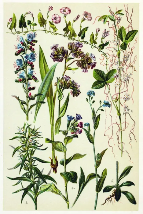 Framed Print : Medicinal and Herbal Plants Framed Print : Medicinal and Herbal Plants