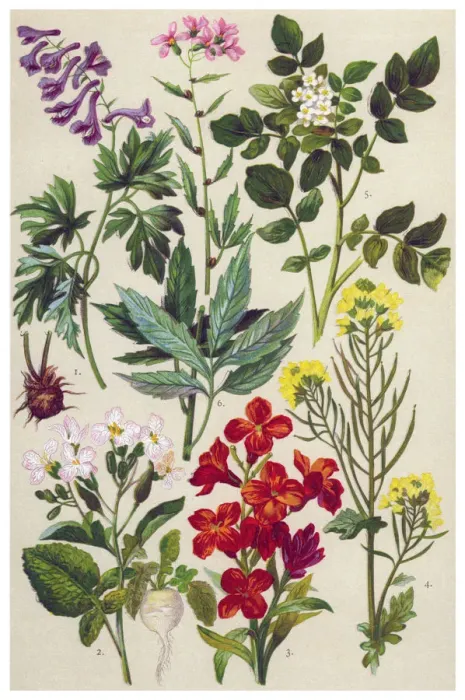 Framed Print : Medicinal and Herbal Plants Framed Print : Medicinal and Herbal Plants
