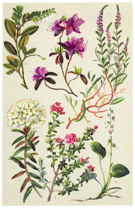 Framed Print : Medicinal and Herbal Plants Framed Print : Medicinal and Herbal Plants