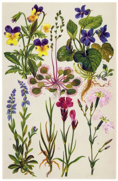 Framed Print : Medicinal and Herbal Plants Framed Print : Medicinal and Herbal Plants