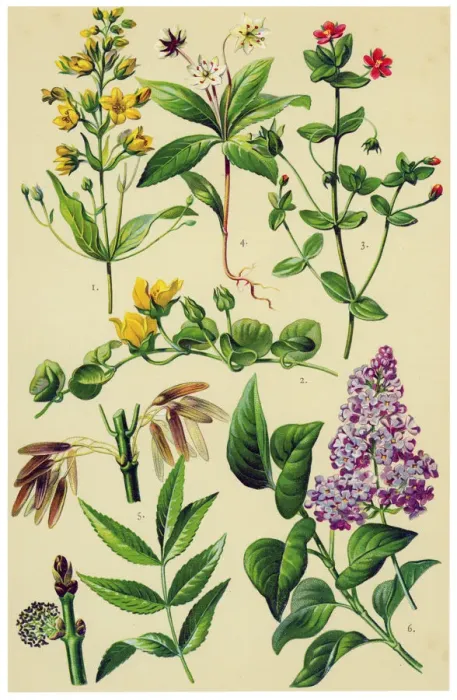 Framed Print : Medicinal and Herbal Plants