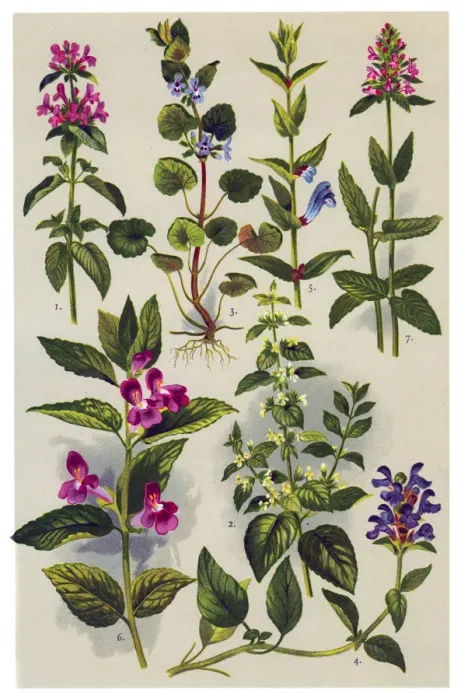 Framed Print : Medicinal and Herbal Plants