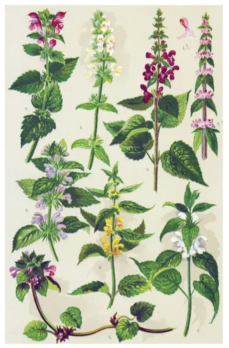 Framed Print : Medicinal and Herbal Plants Framed Print : Medicinal and Herbal Plants