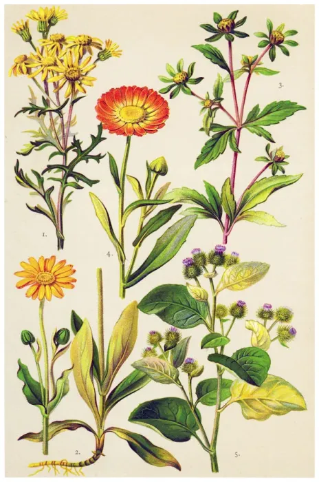 Framed Print : Medicinal and Herbal Plants Framed Print : Medicinal and Herbal Plants