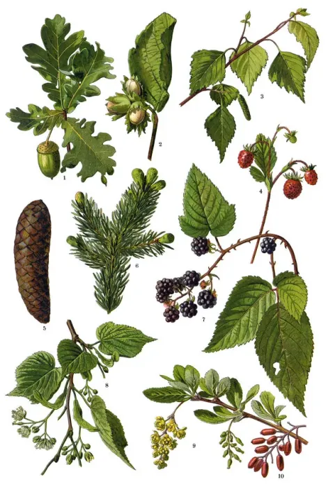 Framed Print : Medicinal and Herbal Plants Framed Print : Medicinal and Herbal Plants