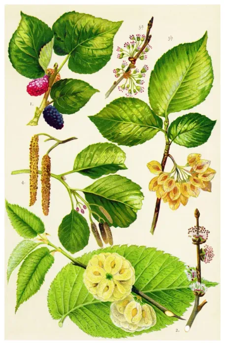 Framed Print : Medicinal and Herbal Plants Framed Print : Medicinal and Herbal Plants