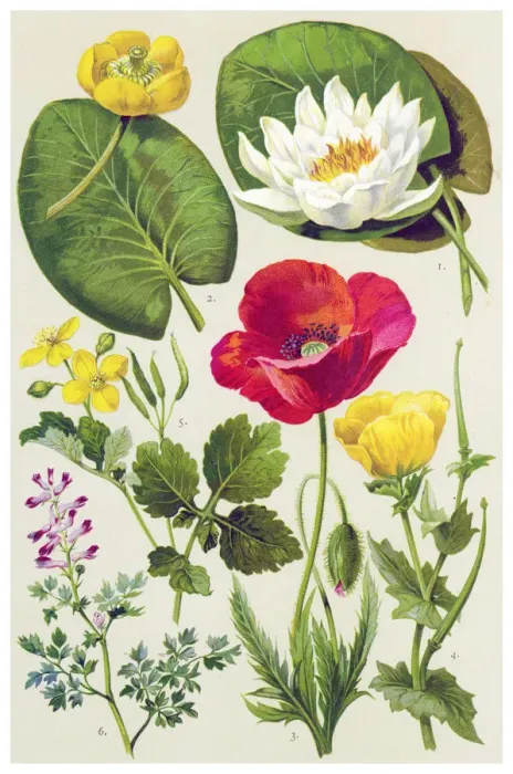 Framed Print : Medicinal and Herbal Plants Framed Print : Medicinal and Herbal Plants