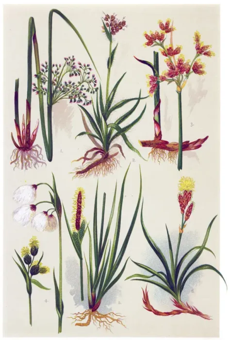 Framed Print : Medicinal and Herbal Plants Framed Print : Medicinal and Herbal Plants