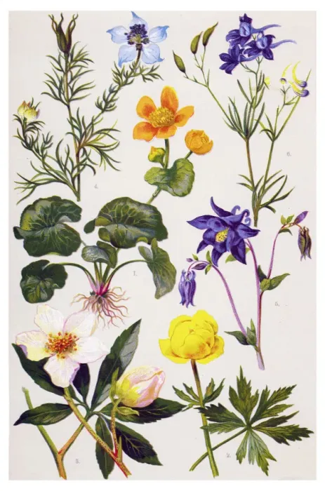 Framed Print : Medicinal and Herbal Plants Framed Print : Medicinal and Herbal Plants