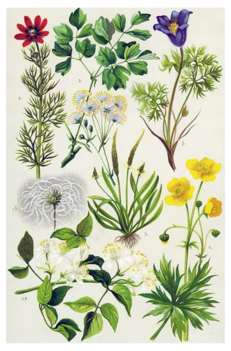 Framed Print : Medicinal and Herbal Plants Framed Print : Medicinal and Herbal Plants