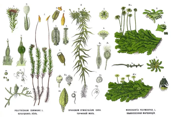 Framed Print : Medicinal and Herbal Plants Framed Print : Medicinal and Herbal Plants