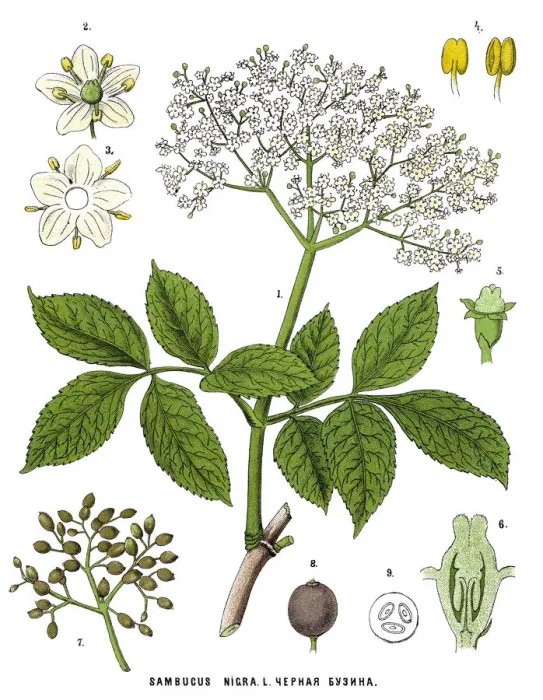 Framed Print : Medicinal and Herbal Plants Framed Print : Medicinal and Herbal Plants