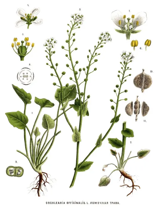 Framed Print : Medicinal and Herbal Plants Framed Print : Medicinal and Herbal Plants