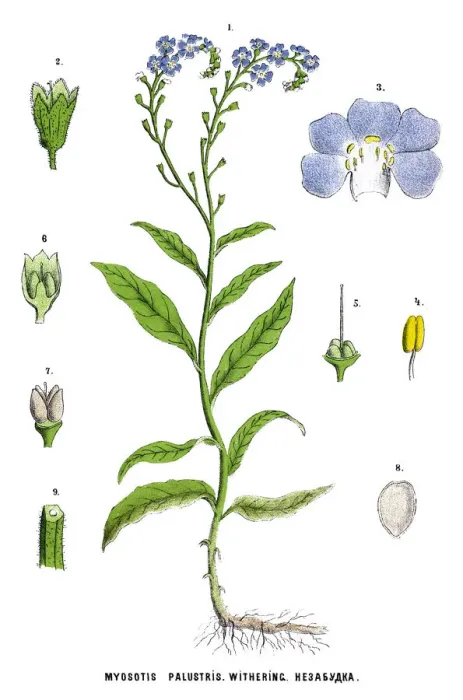Framed Print : Medicinal and Herbal Plants Framed Print : Medicinal and Herbal Plants