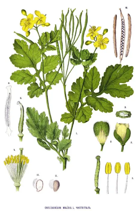 Framed Print : Medicinal and Herbal Plants Framed Print : Medicinal and Herbal Plants