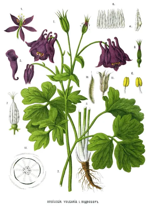 Framed Print : Medicinal and Herbal Plants Framed Print : Medicinal and Herbal Plants