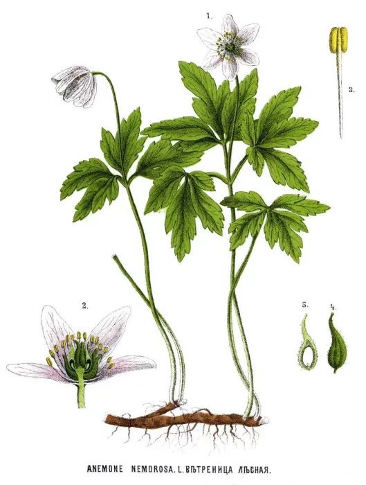 Framed Print : Medicinal and Herbal Plants